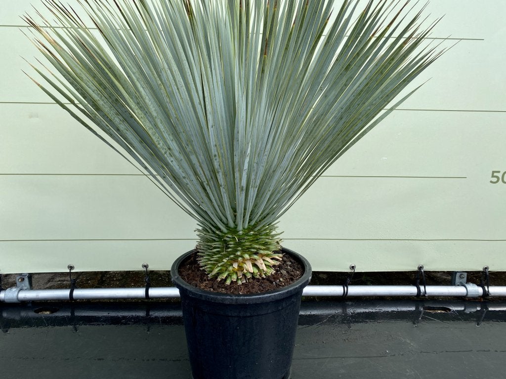 Palmboom - Yucca Rostrata - stamhoogte 10 - 20 cm, Ophalen of Verzenden, 100 tot 250 cm, Zomer, Palmboom