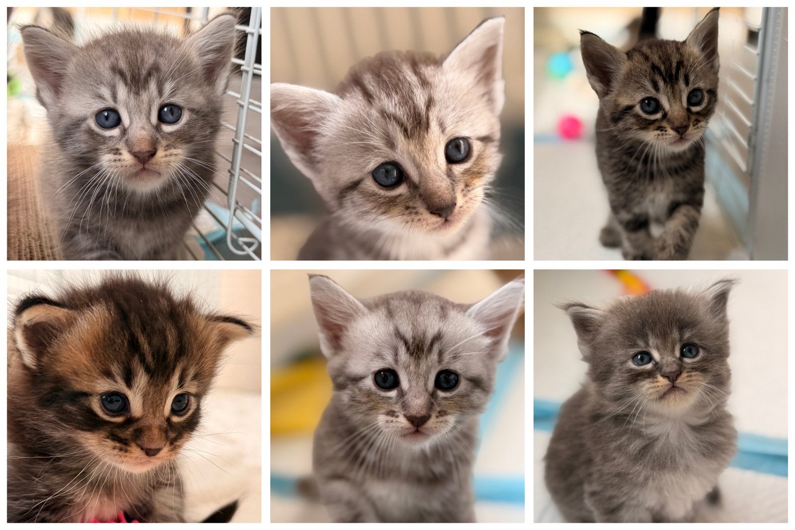 Kittens (ras-ouders) blauwe rus x boskat, Dieren en Toebehoren, Poes, 0 tot 2 jaar