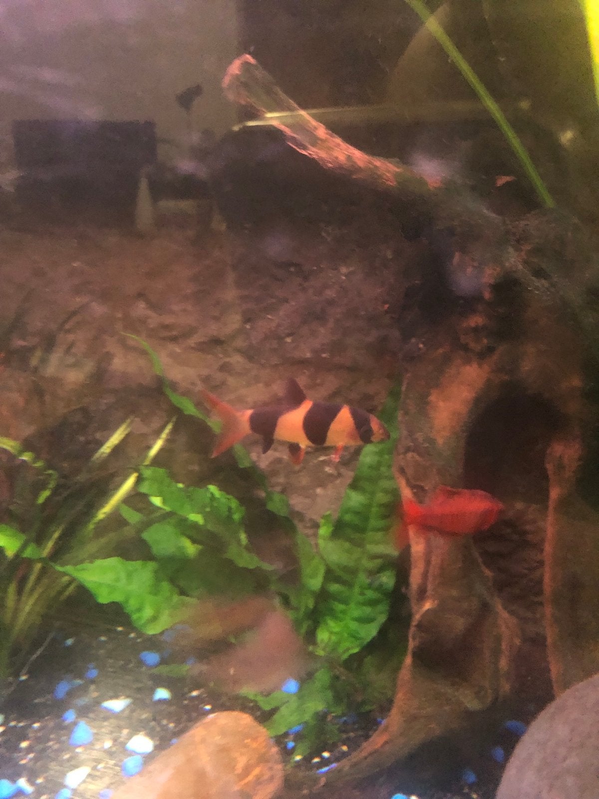 1x Clownbotia aquarium vis, Vis