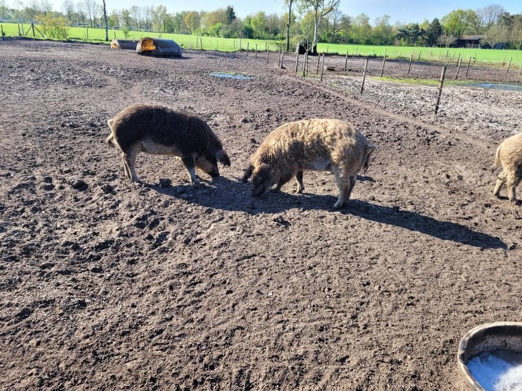 Mooie dekrijpe Mangalitza zeugen, wolvarken, mangalica, Dieren en Toebehoren, Vrouwelijk, Schaap
