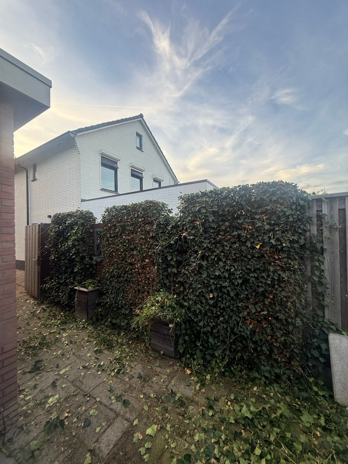 Hedera, Ophalen, Bloeit niet, Klimplanten, Halfschaduw