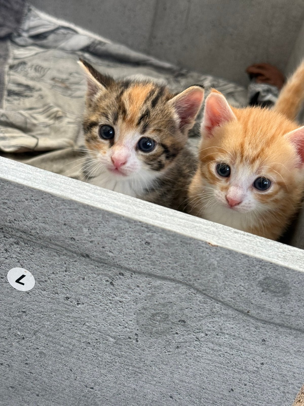 Kittens te koop., Dieren en Toebehoren, Meerdere dieren