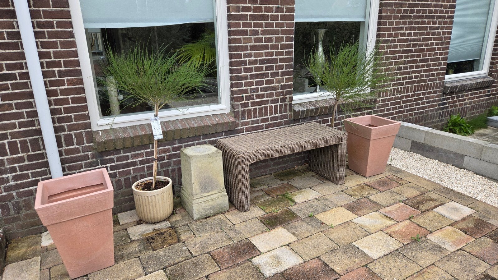 gratis 2 brem boompjes (zonder de potten), Tuin en Terras, Ophalen, Zomer, Volle zon, Overige soorten