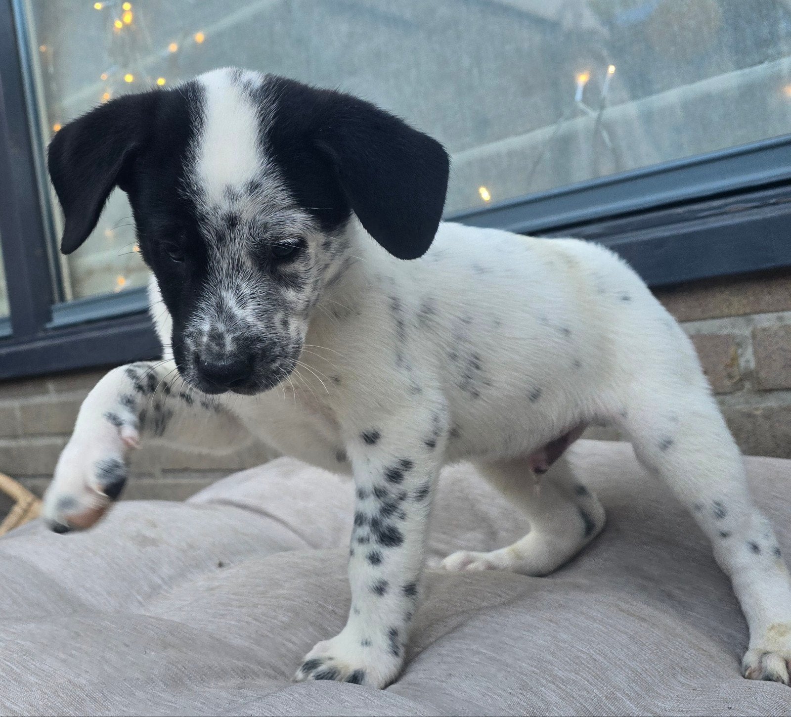 dalmatiers, Dieren en Toebehoren, 8 tot 15 weken, Meerdere, Meerdere dieren, Klein