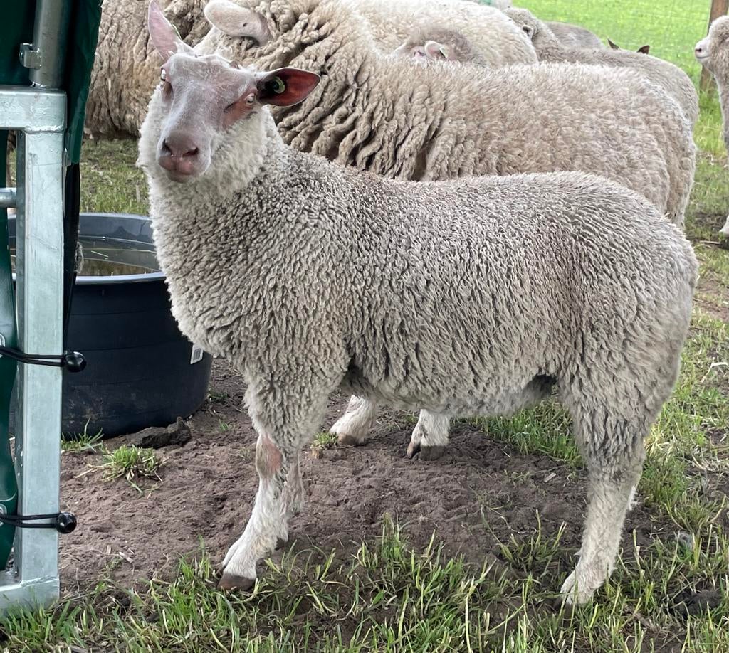 Rouge de l’ouest ram zwoegervrij, Dieren en Toebehoren, Mannelijk, Schaap