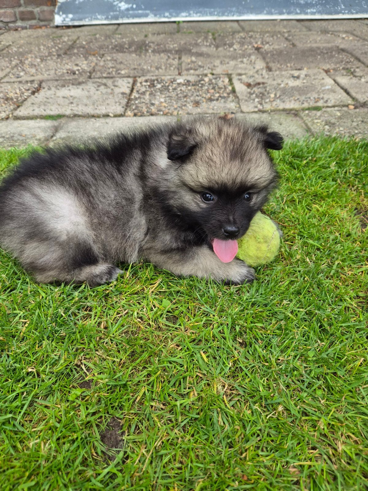 Wolfschrauwe keeshond pups, Dieren en Toebehoren, Keeshond, 8 tot 15 weken, Meerdere, Meerdere dieren