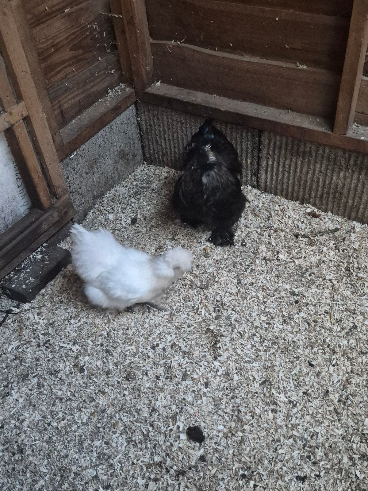 Zijdehoen 1 hen 1 haan, Dieren en Toebehoren, Meerdere dieren, Kip
