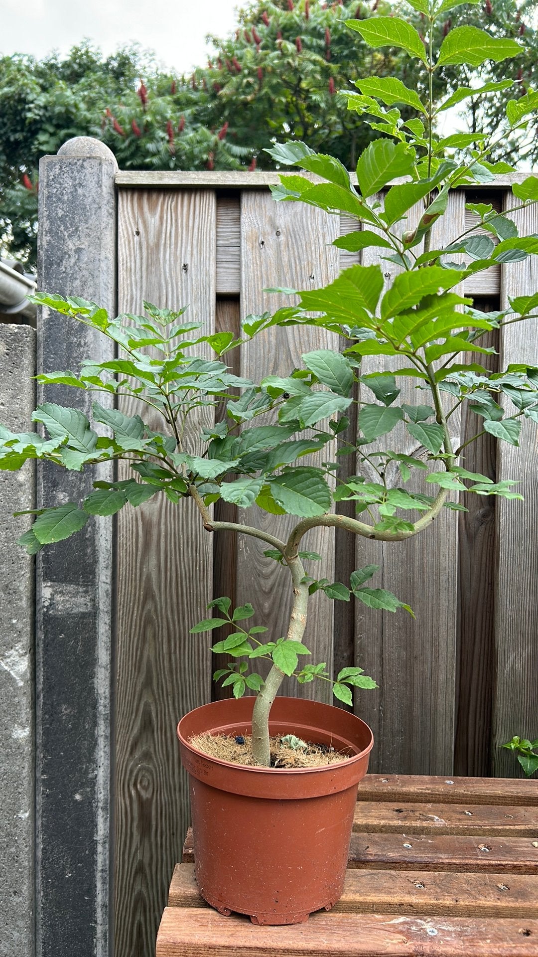 Pre Bonsai Fraxinus, Tuin en Terras, Planten | Bomen, Ophalen, Bloeit niet, Halfschaduw, Overige soorten