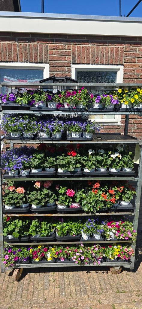 Zomerbloeiers: Petunia, Lobelia, Geranium & meer!, Volle zon, Eenjarig, Zomer, Ophalen