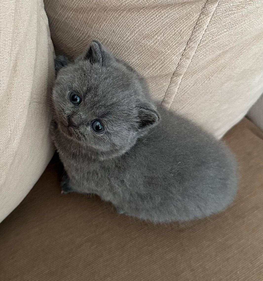 Britse Korthaar Kittens, Dieren en Toebehoren, Meerdere dieren, Ontwormd, 0 tot 2 jaar