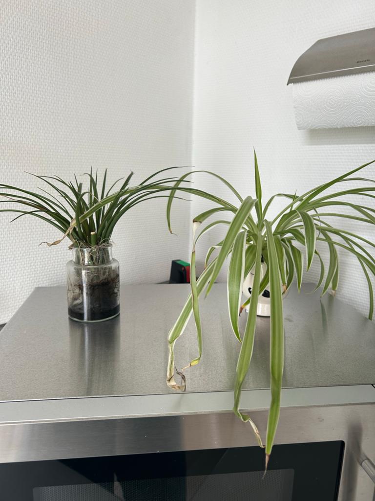 Twee kamerplanten: Graslelie en Ophiopogon japonicus, Huis en Inrichting, Kamerplanten, Ophalen, Overige soorten, Halfschaduw