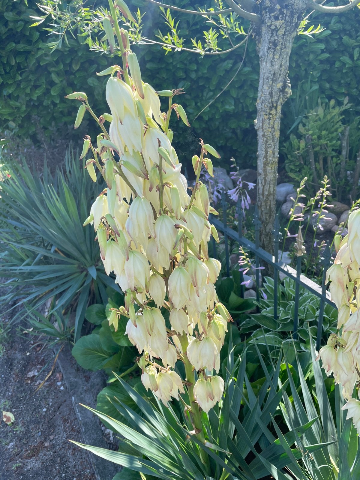 Yucca palmlelie-Sterke en onderhoudsvriendelijke planten, Ophalen, Vaste plant, Overige soorten, Volle zon
