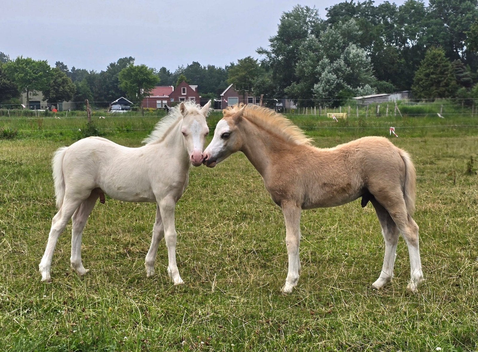 Twee prachtige veulens te koop, Merrie, A pony (tot 1.17m), 0 tot 2 jaar