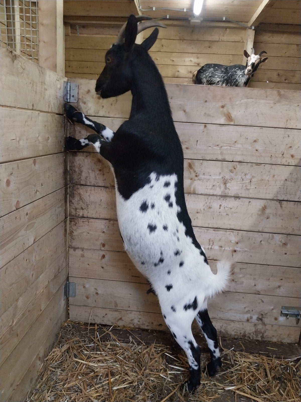 prachtige dwerggeit!, Dieren en Toebehoren, Schapen, Geiten en Varkens