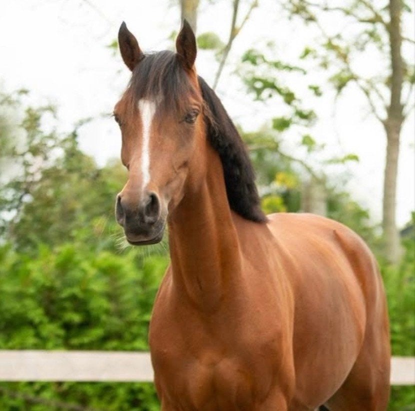 Knappe, lieve, betrouwbare D-pony merrie met uitstraling!, Merrie, D pony (1.37m tot 1.48m), Met stamboom, 7 tot 10 jaar