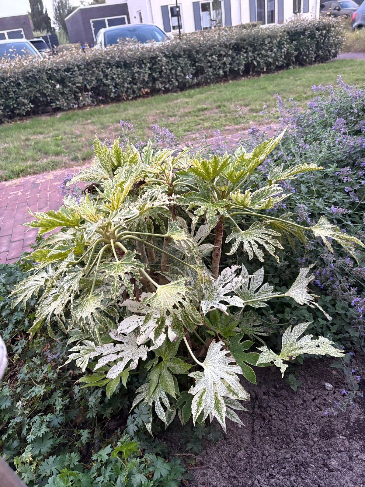 Fatsia Japonica 'Spiderweb' - Vingerplant, Tuin en Terras, Planten | Tuinplanten, Vaste plant, Halfschaduw, Herfst, Ophalen