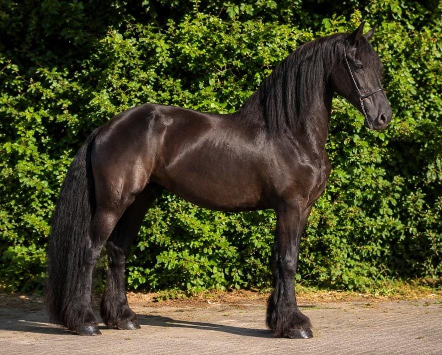 Brave friese merrie, Dieren en Toebehoren, Paarden, Merrie, B, 160 tot 165 cm, 11 jaar of ouder, Recreatiepaard, Gechipt, Ontwormd
