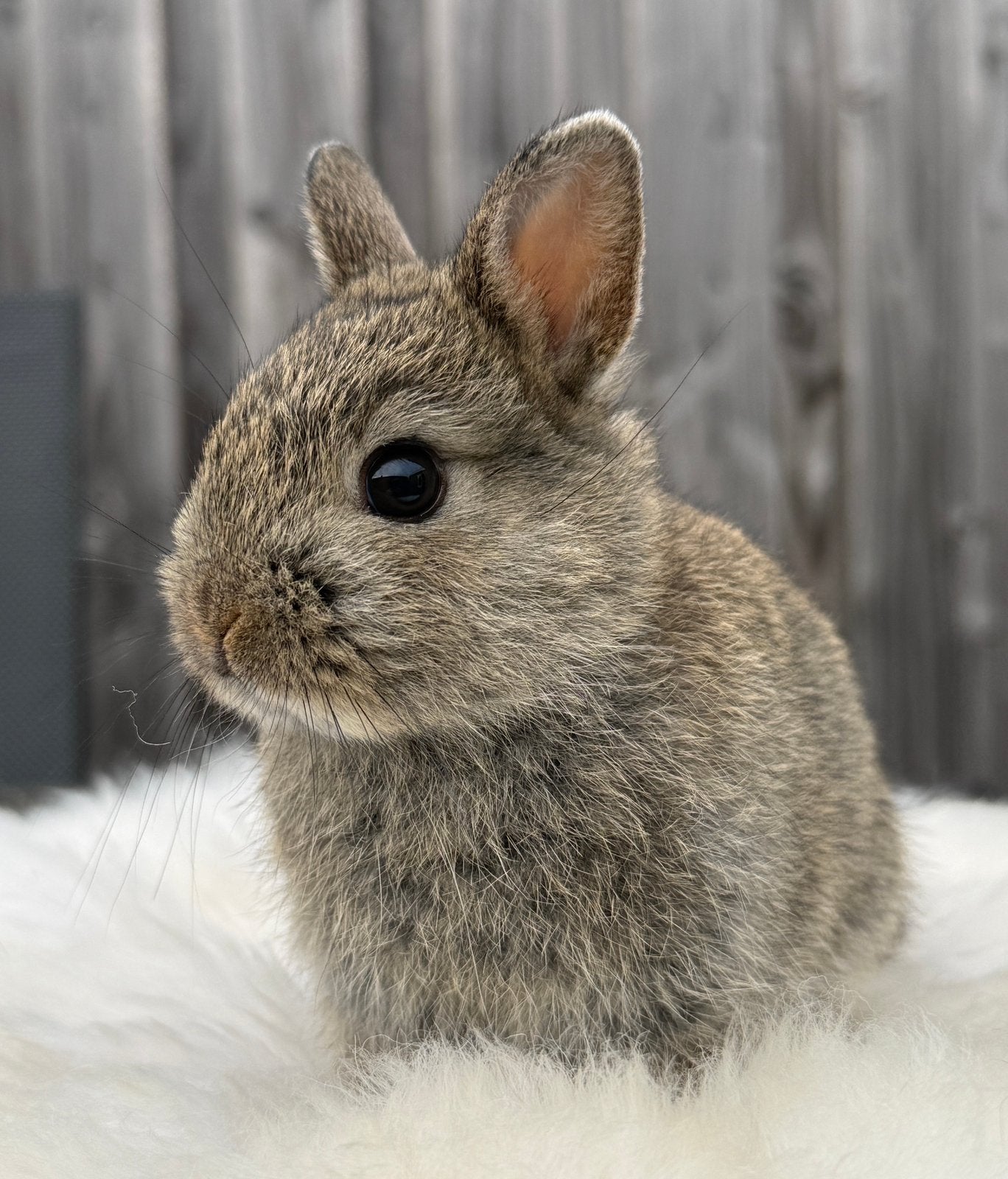 Superlieve kleurdwerg konijntjes, Meerdere dieren, Dwerg