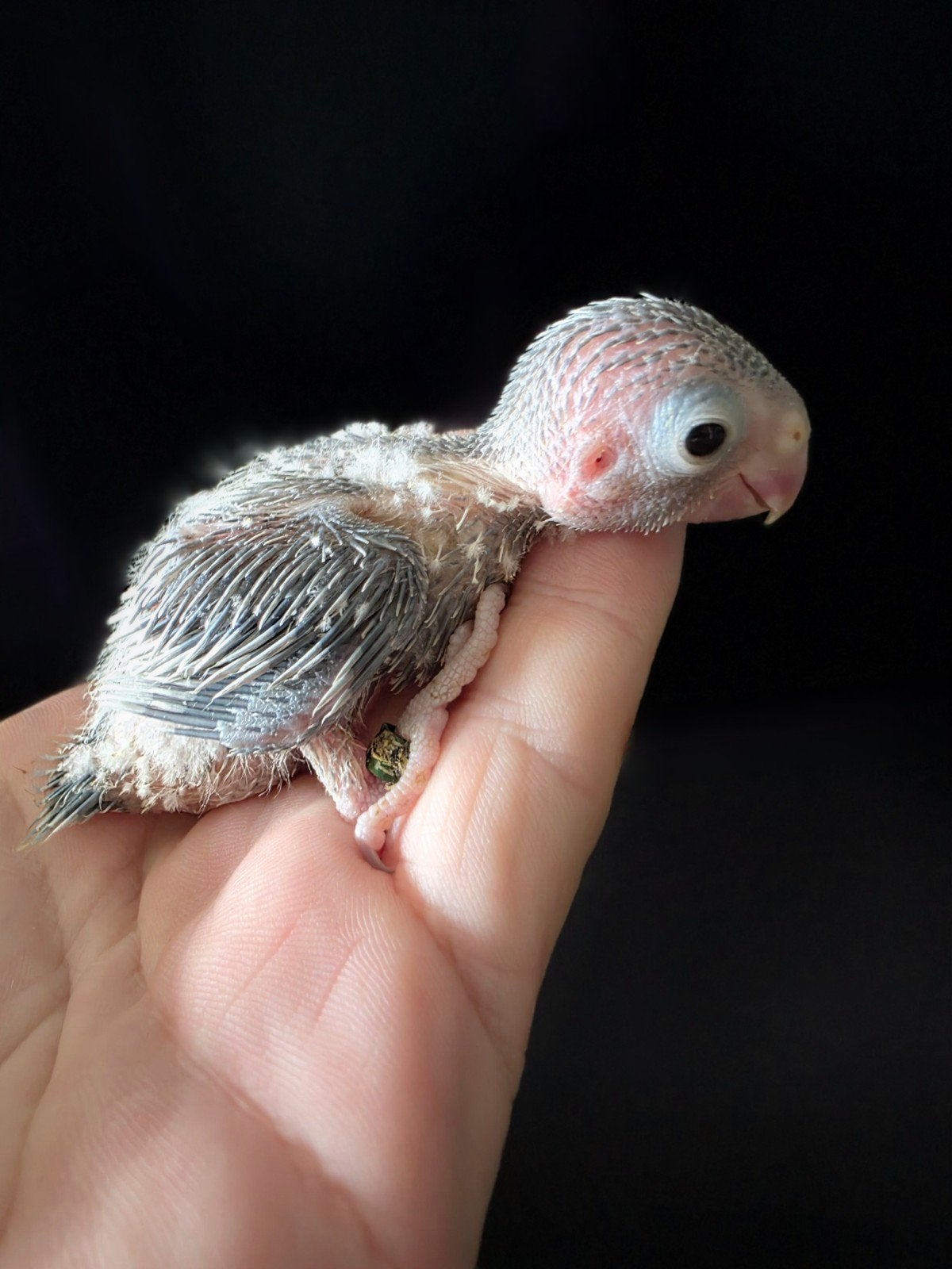 Tamme Forpus Papegaaien (Pacific Parrotlets), Dieren en Toebehoren, Meerdere dieren, Papegaai