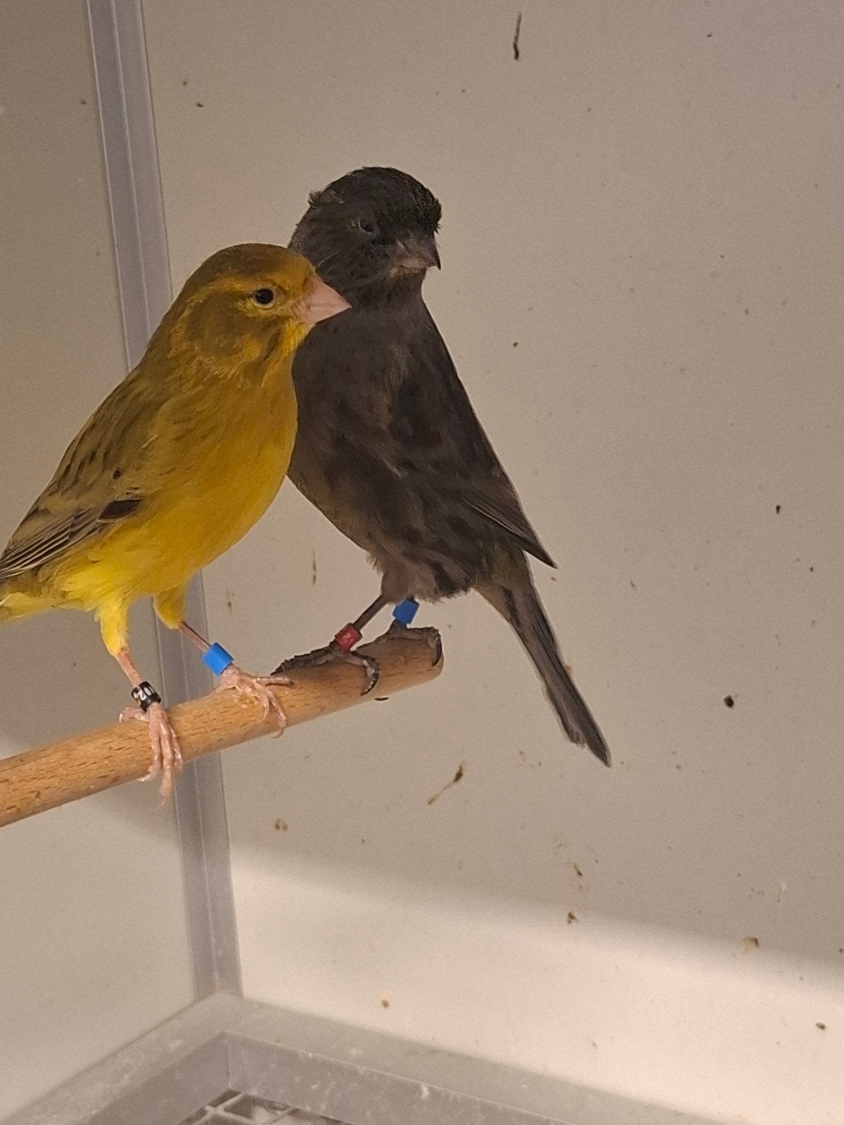 Kleur kanaries Zwart kobalt geel en Agaat geel, Meerdere dieren, Kleurkanarie