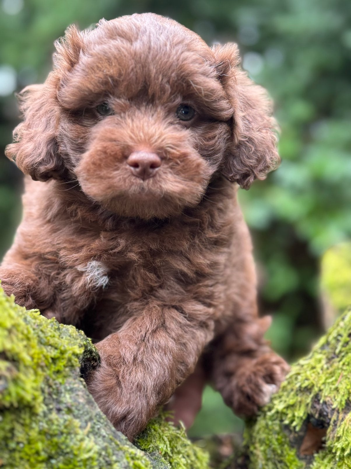 Super knappe mini Doodle pups ( Maltipoo ) div.kleuren, Poedel, Nederland, CDV (hondenziekte), 8 tot 15 weken