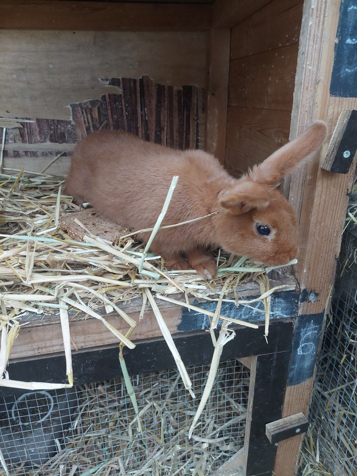triantha ram, Dieren en Toebehoren, Konijnen, Mannelijk, Groot