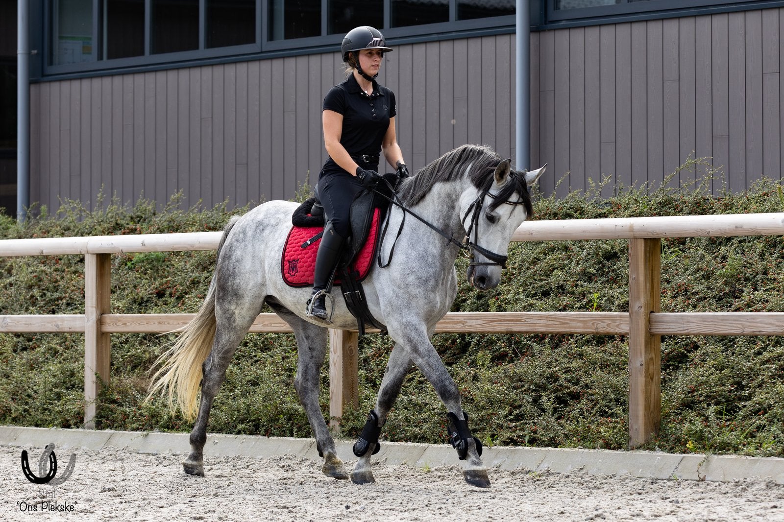 Prachtige pre ruin met potentie voor de sport, Dieren en Toebehoren, E pony (1.48m - 1.57m), Ruin, 3 tot 6 jaar, Recreatiepony