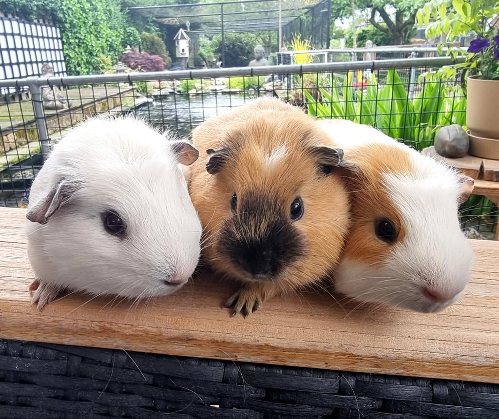10 Jonge cavia's beschikbaar, Dieren en Toebehoren, Knaagdieren, Meerdere dieren, Tam, Maart, Cavia