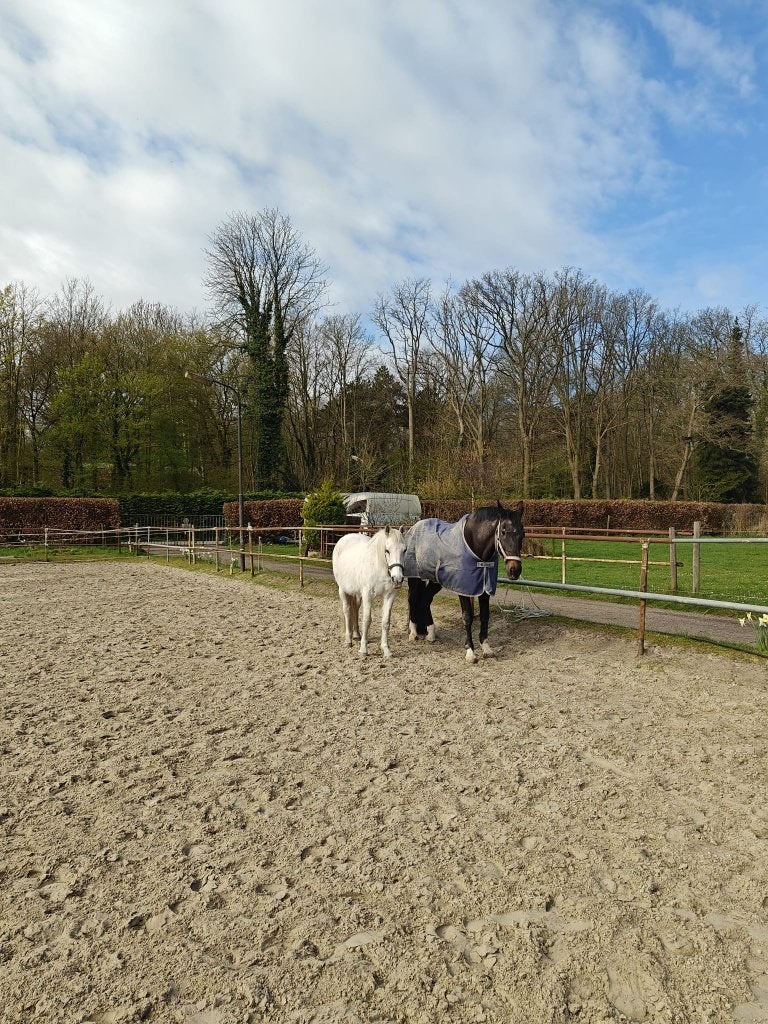 2 verzorgpaarden aangeboden - Wassenaar, Dieren en Toebehoren, Ophalen