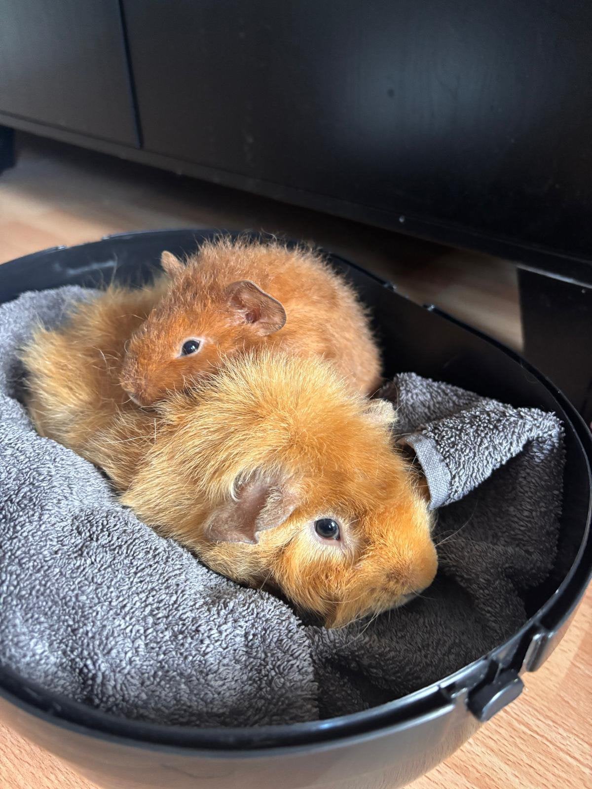 cavia’s te koop, Juli, Meerdere dieren, Cavia
