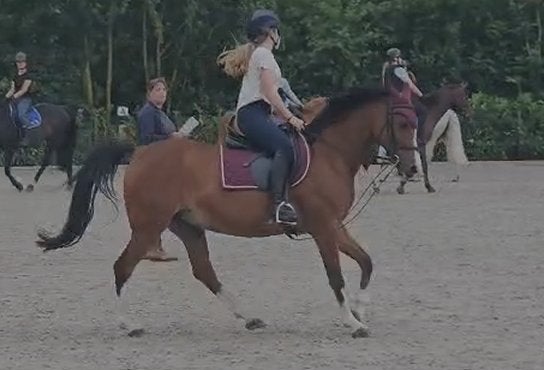 dressuur dekje gezocht maat pony of cob, Meerkleurig, Cob (M), Overige materialen, Ophalen of Verzenden