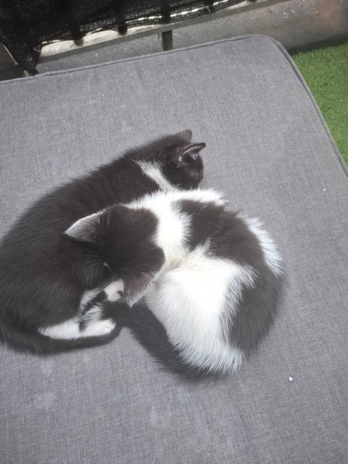 kittens, Dieren en Toebehoren, 0 tot 2 jaar