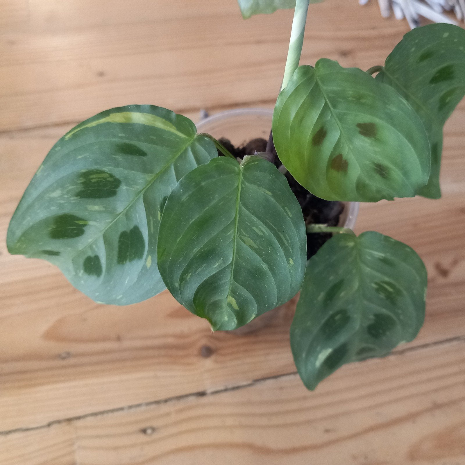 maranta leuconeura fascinator variegata stek nr 26, Huis en Inrichting, Ophalen of Verzenden, Halfschaduw, Minder dan 100 cm