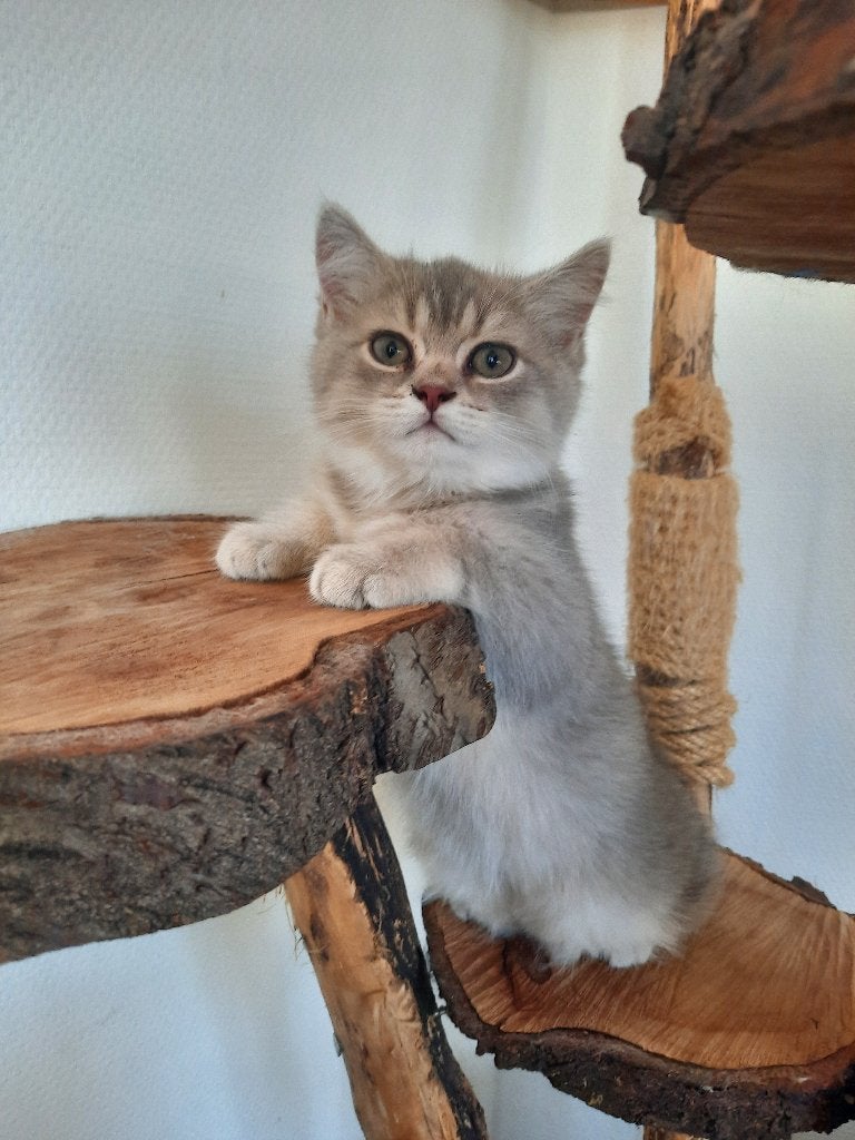 Britse korthaar golden shaded kittens, Dieren en Toebehoren, Meerdere dieren, Ontwormd, 0 tot 2 jaar