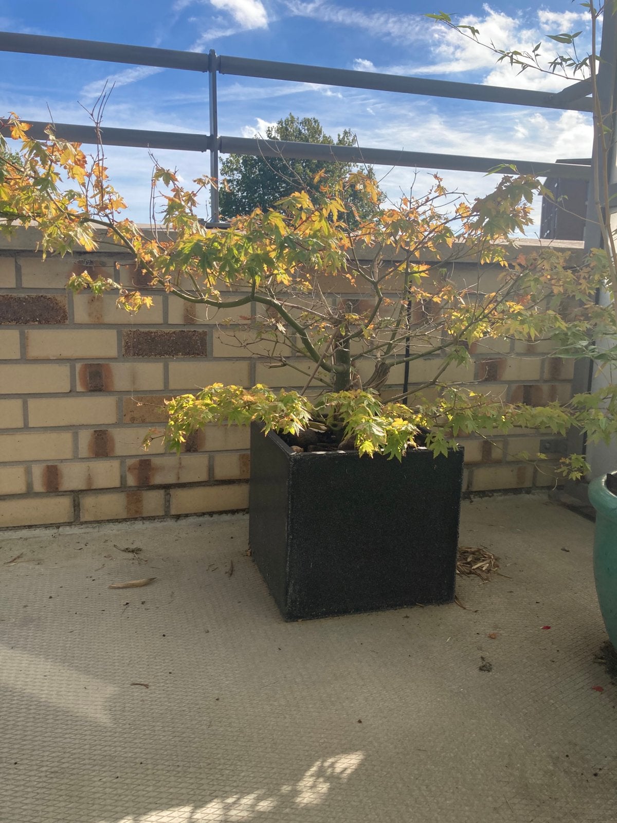 Buiten plant gratis, Tuin en Terras, Ophalen, Volle zon, Overige soorten, Minder dan 100 cm