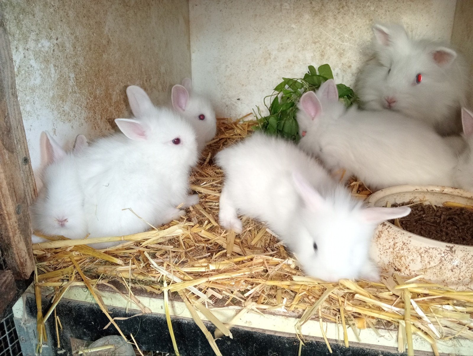 Jonge witte blauwoog leeuwenkopjes, April, Meerdere dieren, Overige typen