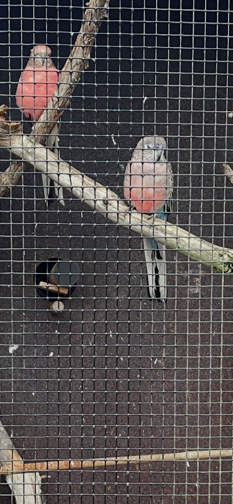 Bourkes parkieten te koop. Roze en wildkleur, Geslacht onbekend, Parkiet
