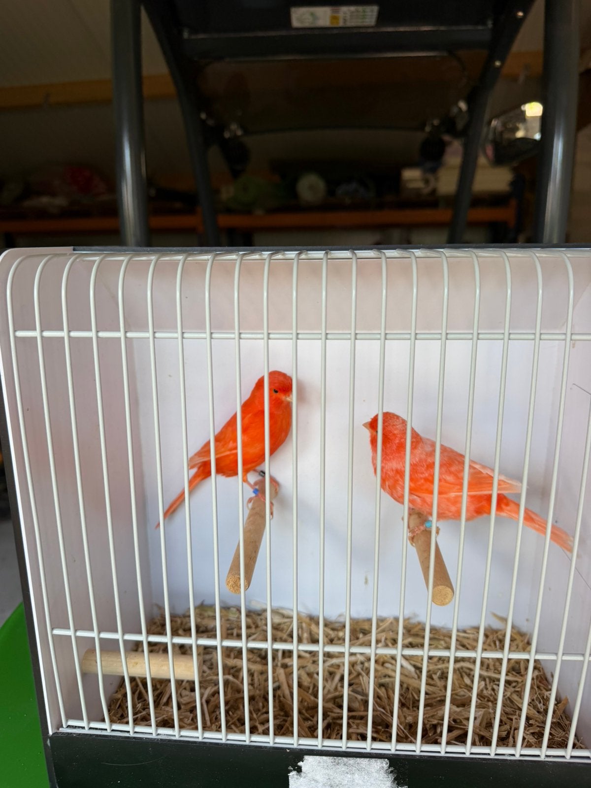 Koppels rood vetstof kanaries, Dieren en Toebehoren, Meerdere dieren, Kleurkanarie