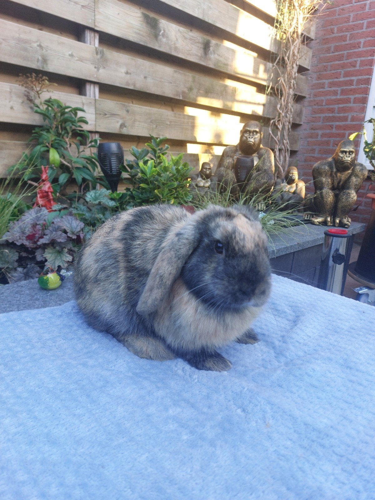 Te koop mooi Nhd Japanner konijntje!, Mannelijk, Dwerg, Hangoor, 0 tot 2 jaar