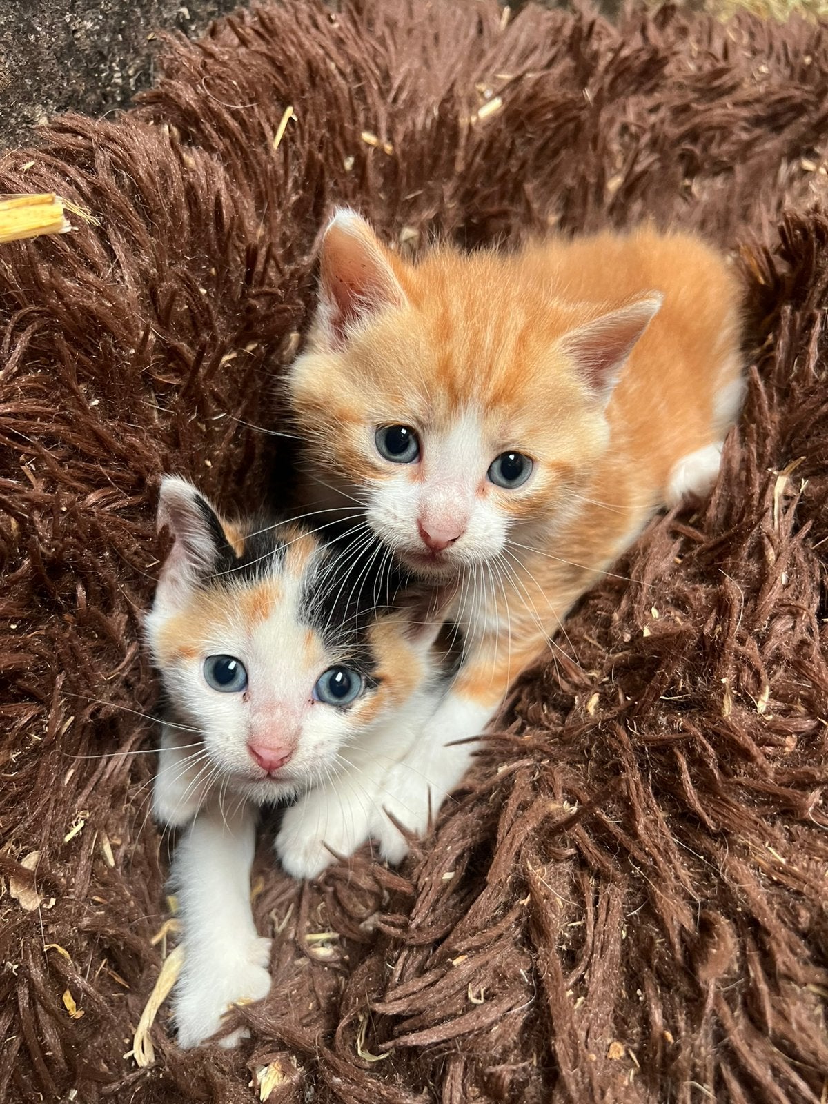 3 schattige kittens super tam!, Dieren en Toebehoren, Katten en Kittens | Overige Katten, Meerdere dieren