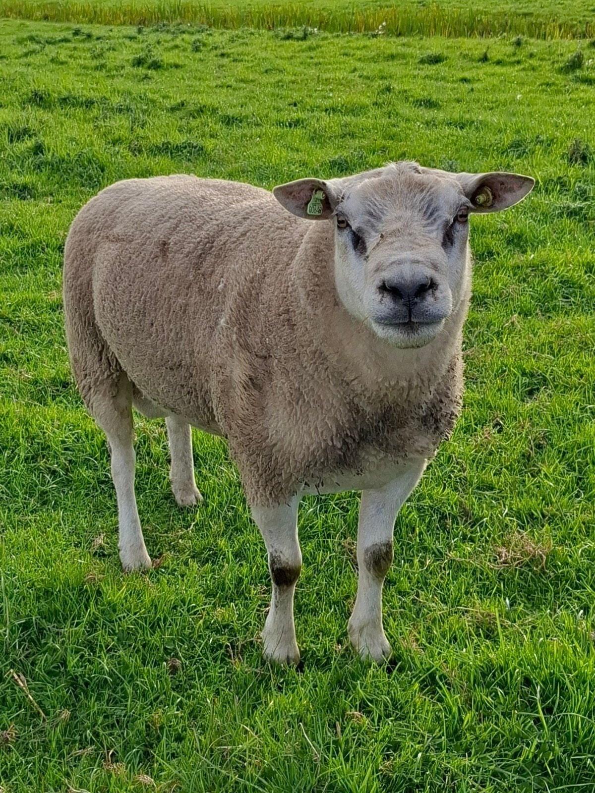 Mooie Luxe Dek Ram!!, Mannelijk, Schaap