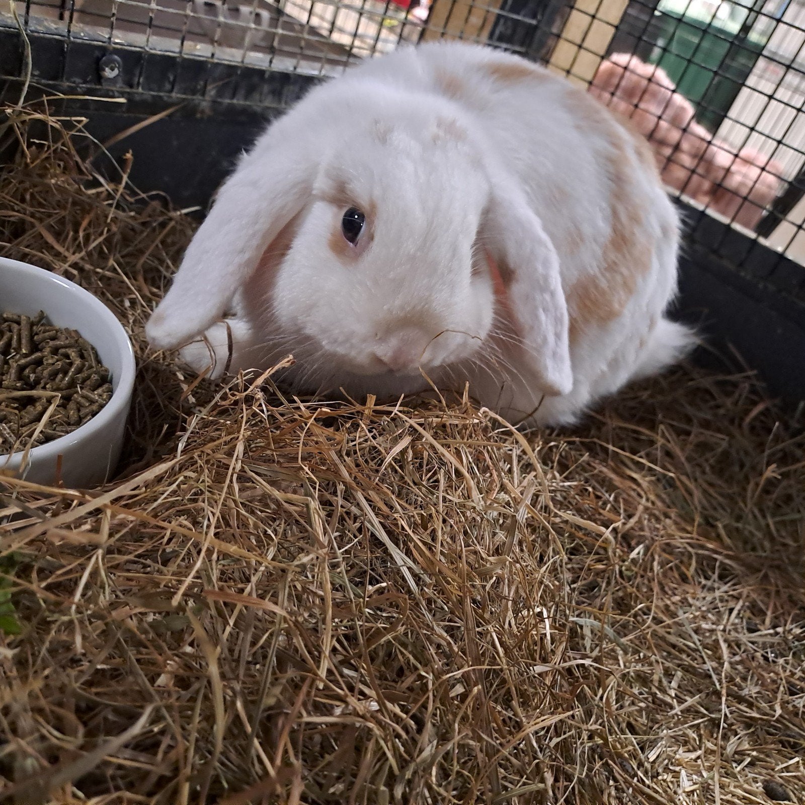 Lieve Hangoor, Dieren en Toebehoren, Mannelijk, Dwerg, Hangoor
