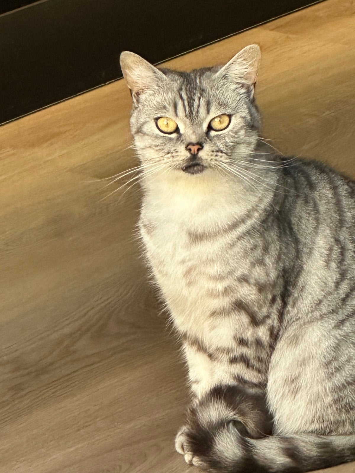 Oppas gezocht, Kater