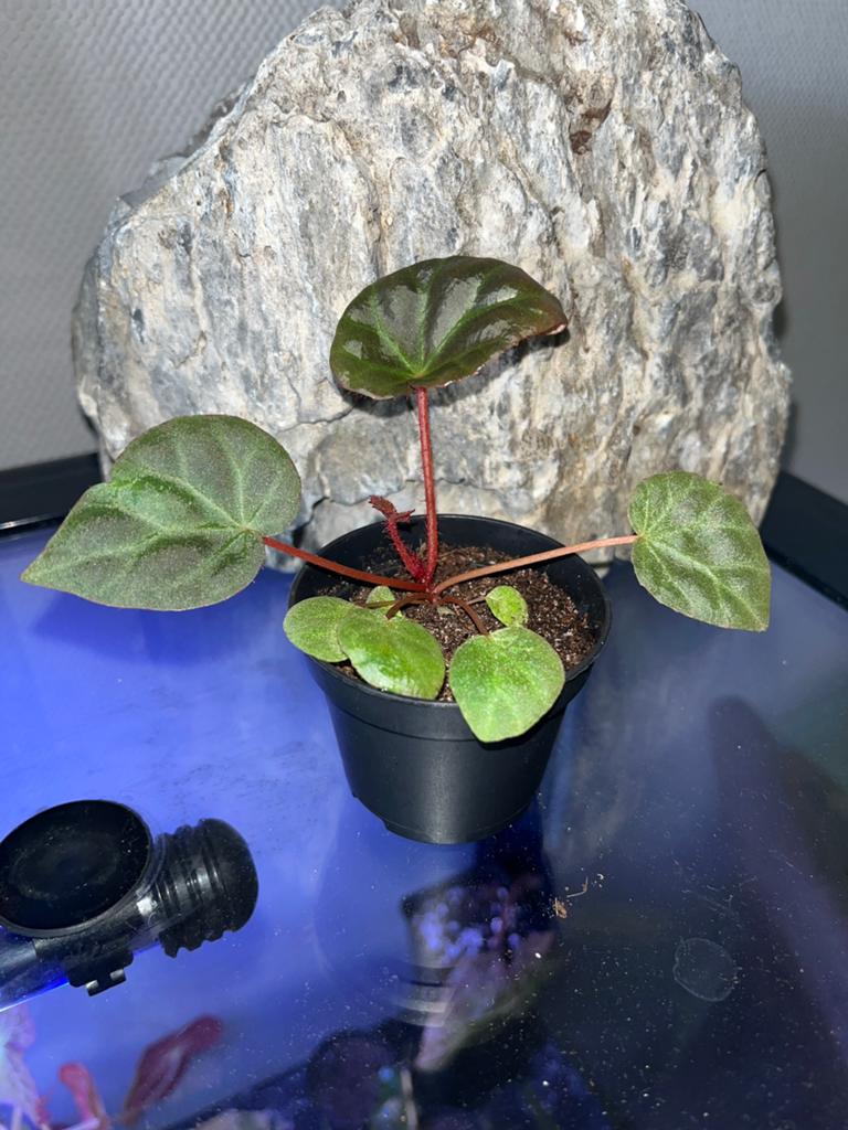 Begonia SP Aceh, Overige soorten, In pot, Minder dan 100 cm, Bloeiende kamerplant
