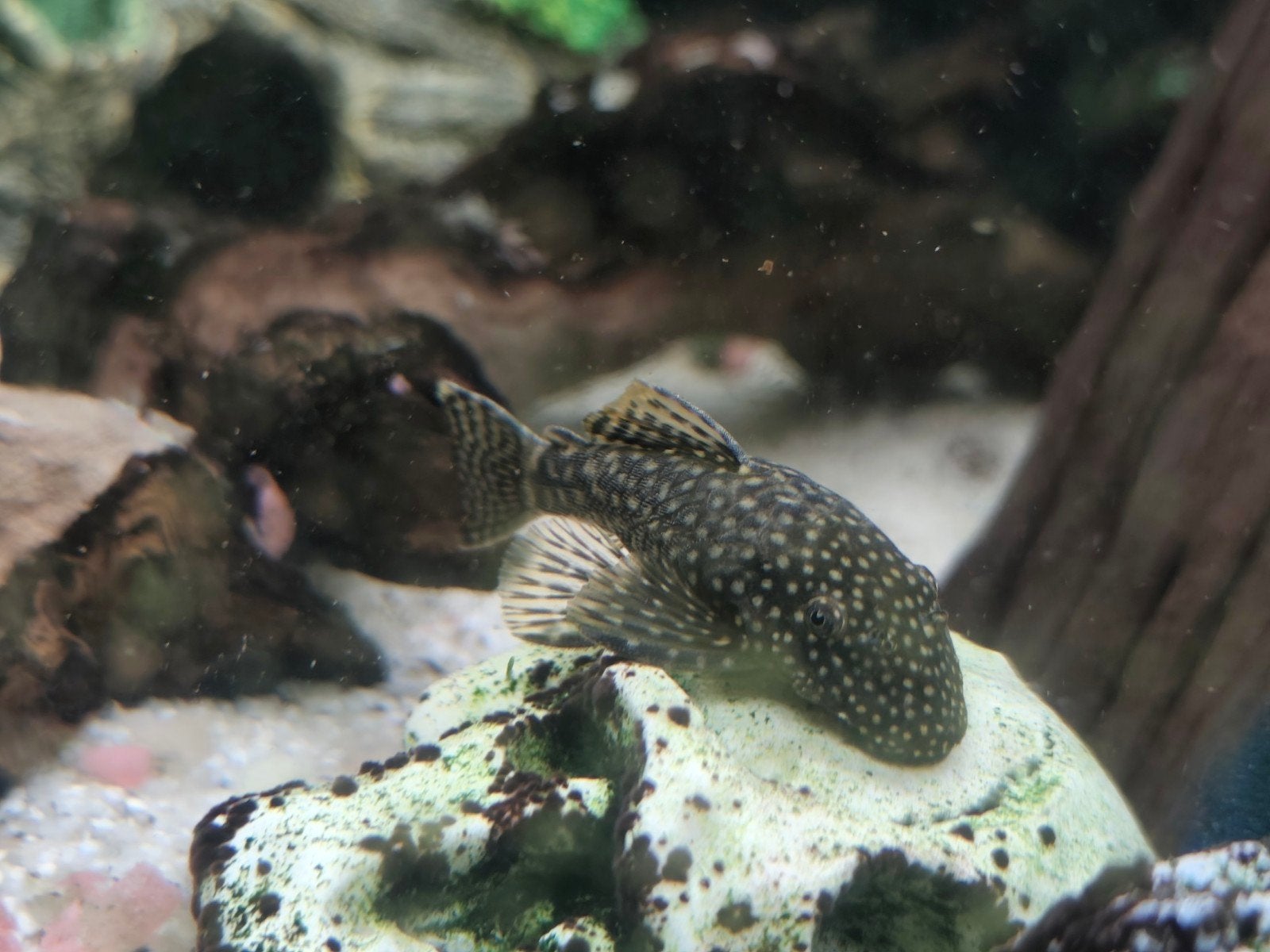 Borstelneus (Ancistrus), Dieren en Toebehoren, Vis, Zoetwatervis