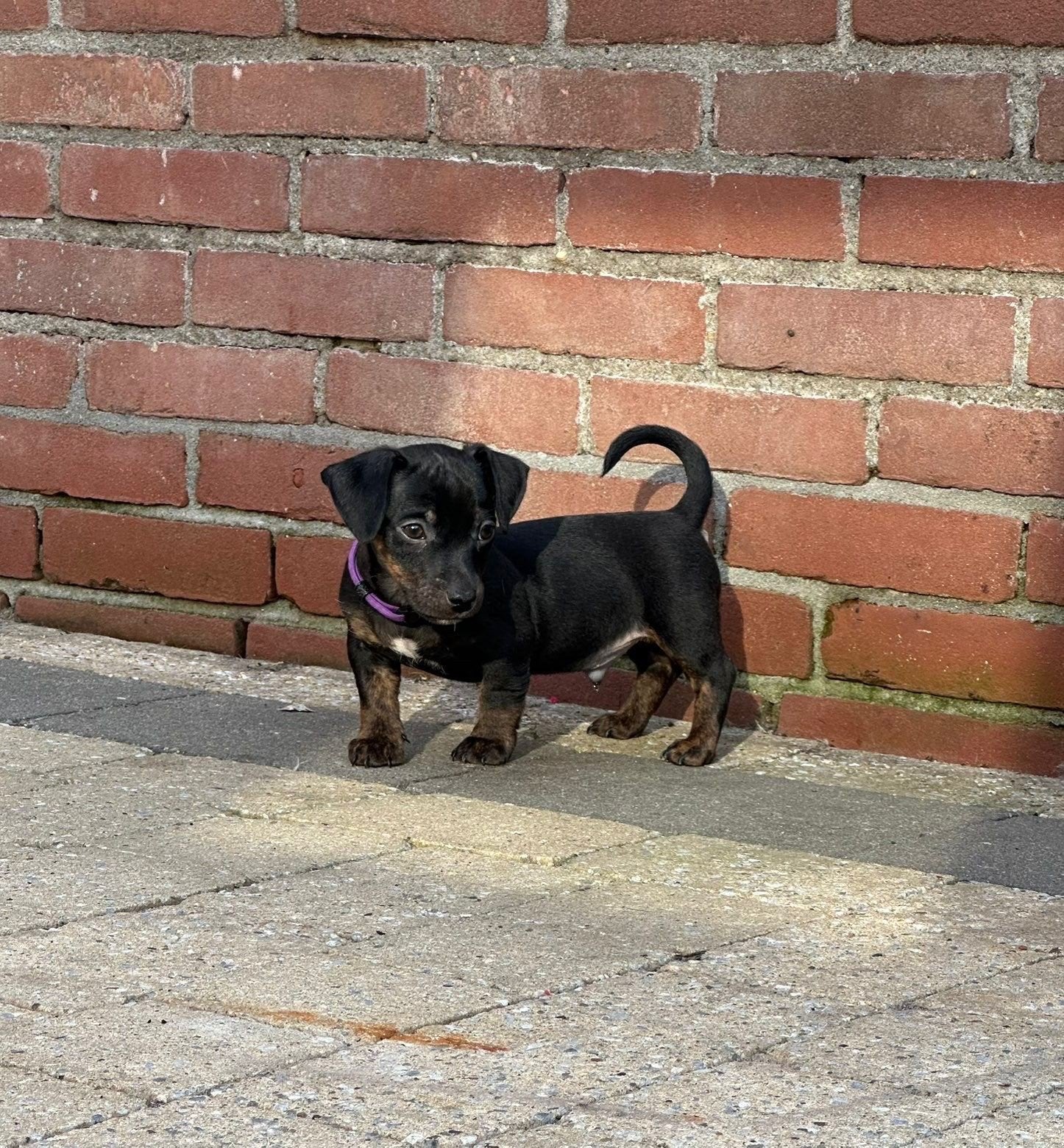 Zeer mooie kleine en forse Jack Russel pups reuen, Dieren en Toebehoren, Honden | Jack Russells en Terriërs, Parvo, Jack Russell Terriër