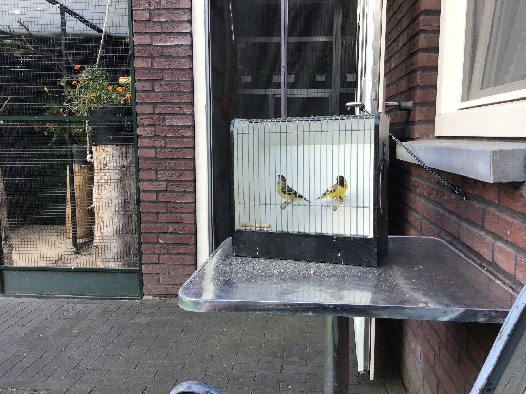 Te koop, Dieren en Toebehoren, Vogels | Overige Vogels, Vrouwelijk, Wildzangvogel, Geringd