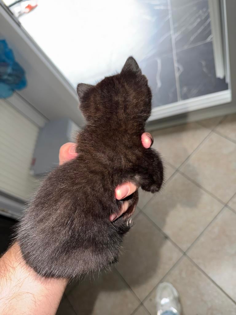 Brits Korthaar kitten (kater) te koop, Dieren en Toebehoren, Katten en Kittens | Raskatten | Korthaar, Kater, Ingeënt, 0 tot 2 jaar