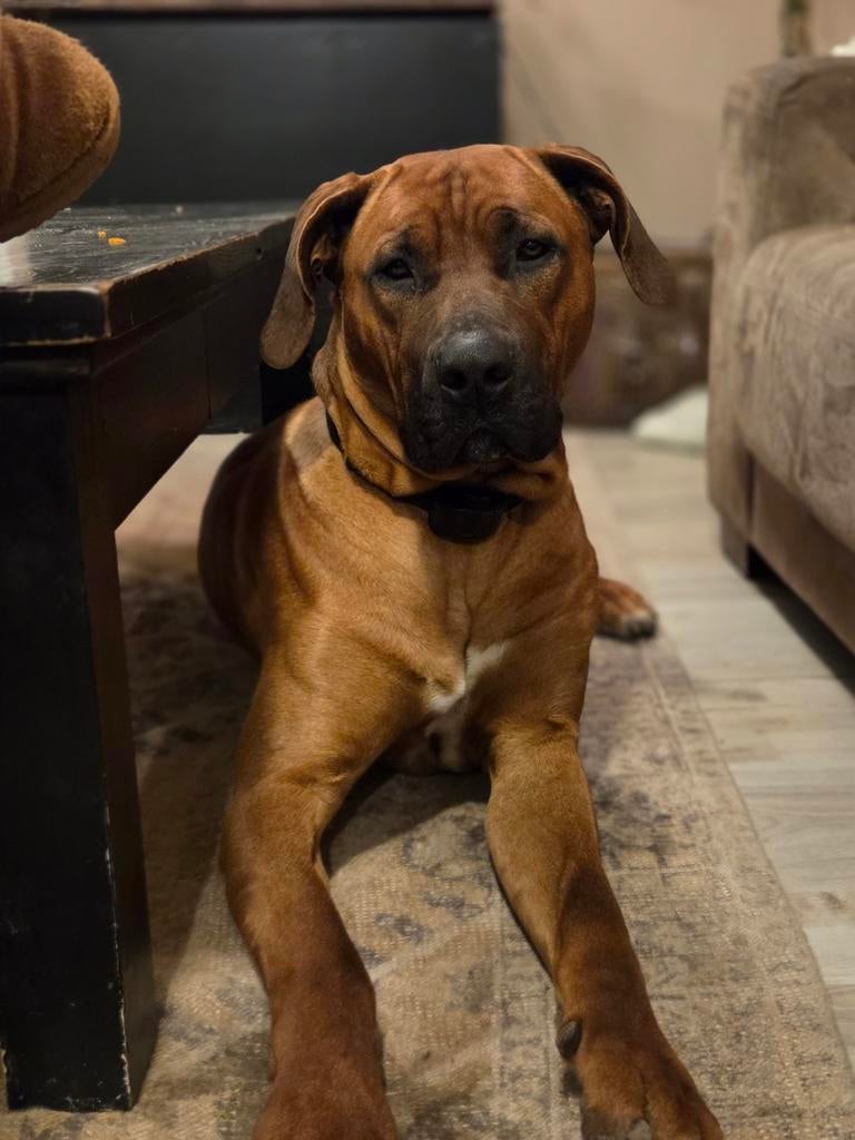 Dekreu Rhodesian Ridgeback x Boerboel, Reu, 1 tot 2 jaar, Parvo, Eén hond