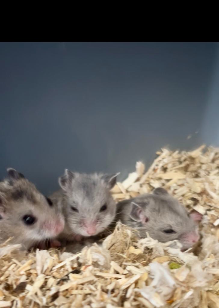 Lieve baby hamsters, Dieren en Toebehoren, Knaagdieren, Hamster, April, Meerdere dieren, Tam
